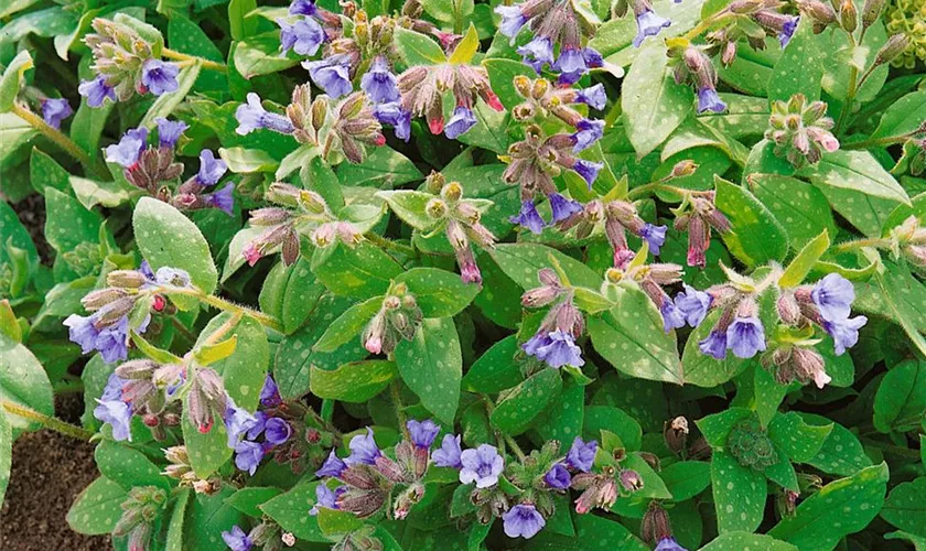 Pulmonaria saccharata 'Dora Bielefeld'