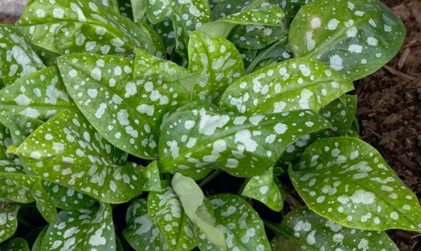 Pulmonaria saccharata 'Argentea'