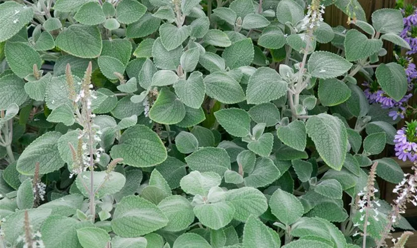 Plectranthus oertendahlii