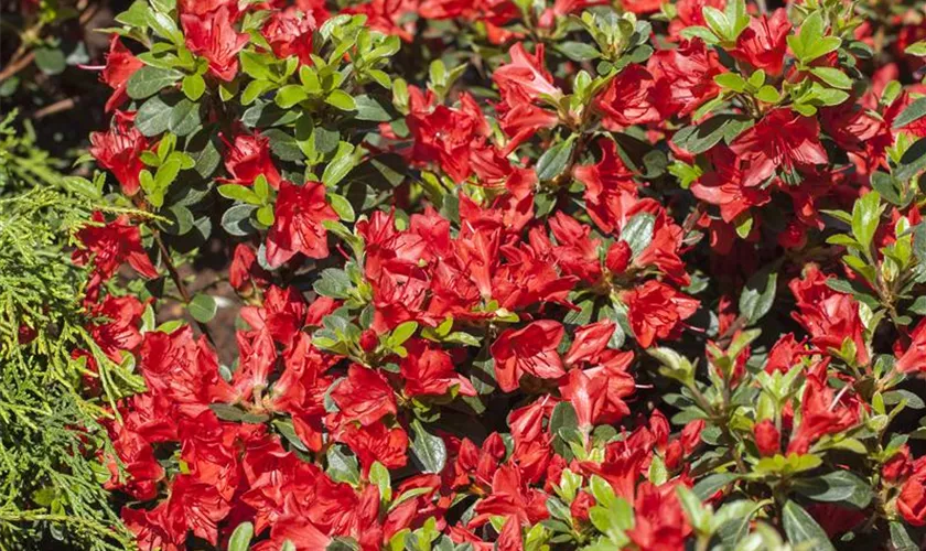 Rhododendron obtusum 'Fridoline'