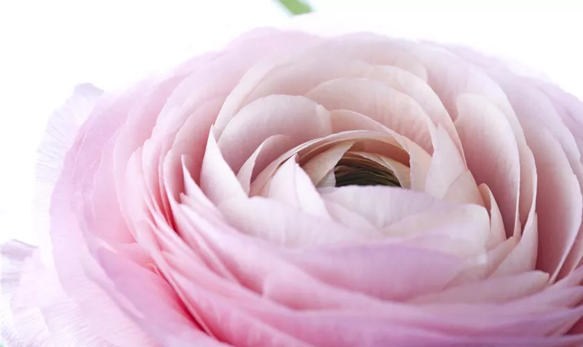 Ranunculus asiaticus 'Picotee Rosa'