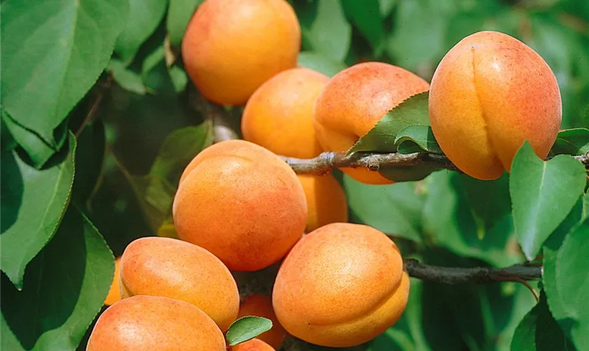 Prunus armeniaca 'Frühe von Colomer'