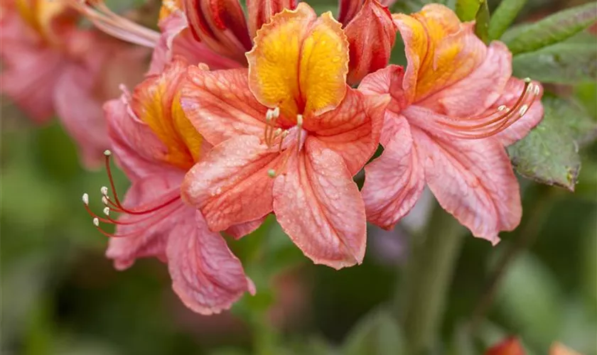 Rhododendron luteum 'Sarina'