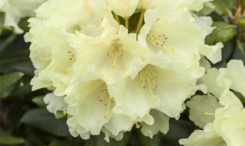 Rhododendron 'Goldkrone'®