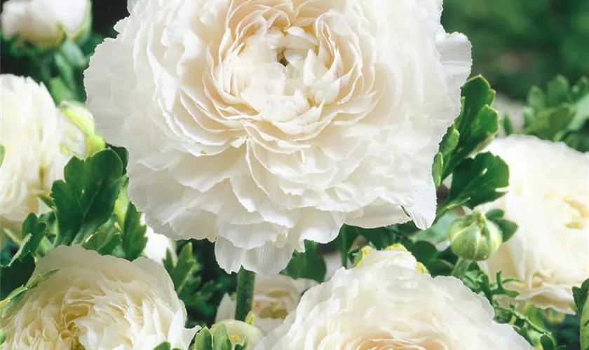 Ranunculus asiaticus 'Picotee White'