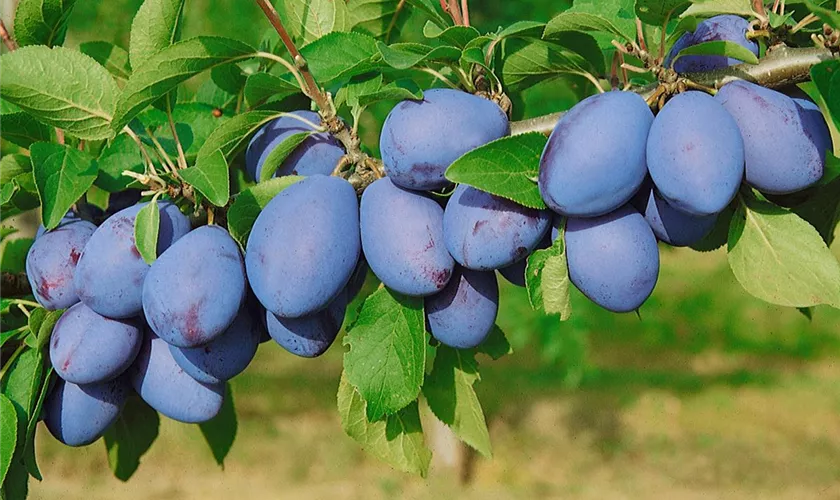 Prunus domestica 'Voyageur'