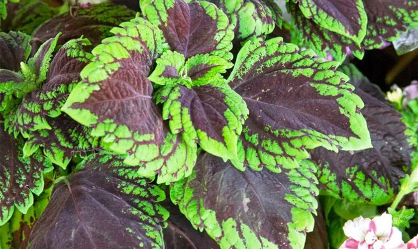 Plectranthus scutellarioides 'Chocolate Mint'