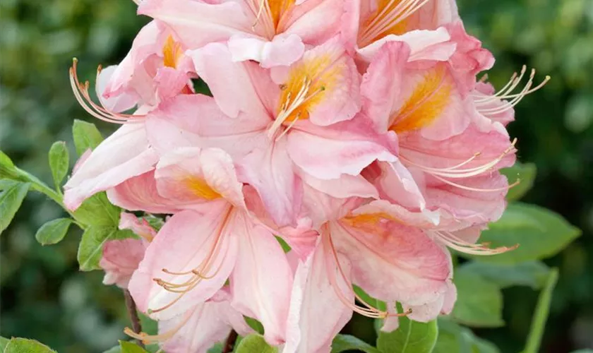 Rhododendron mixtum 'Ribera'