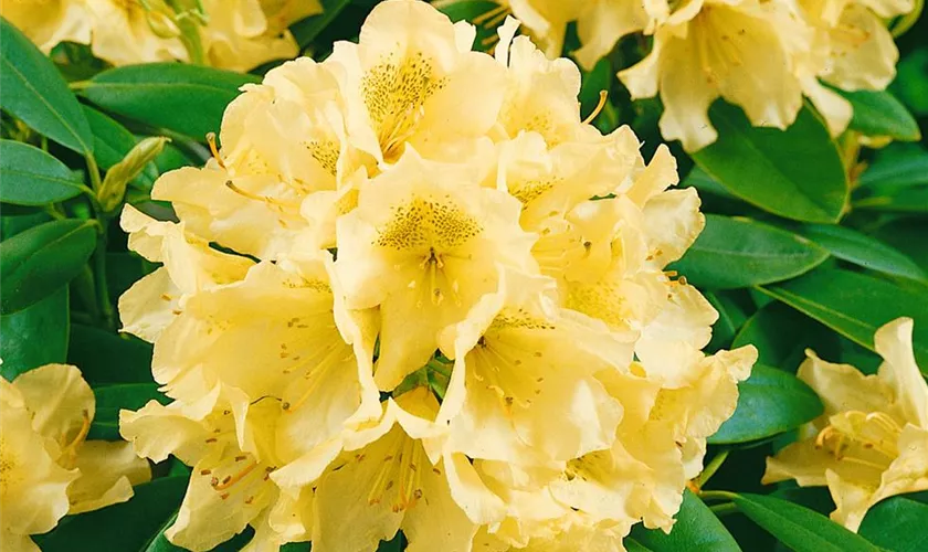 Rhododendron 'Goldsworth Yellow'