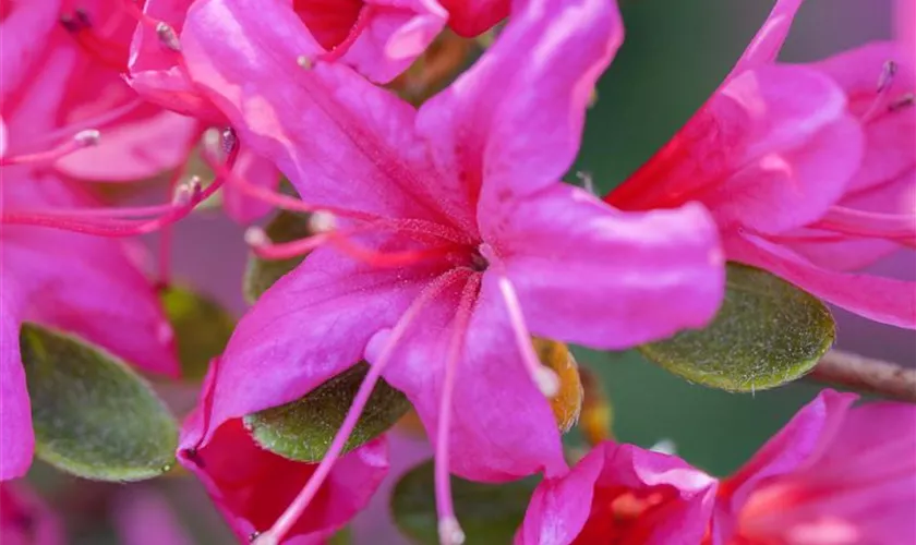 Rhododendron obtusum 'Geisha Lila'