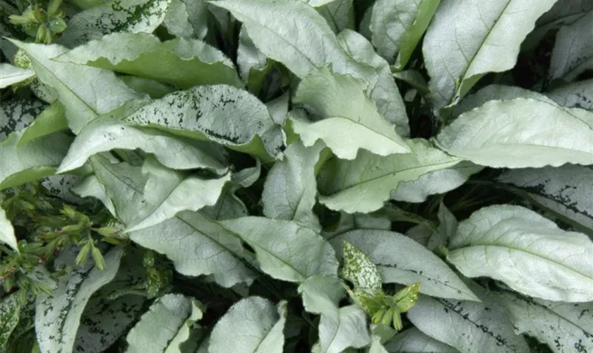 Pulmonaria saccharata 'Majeste'