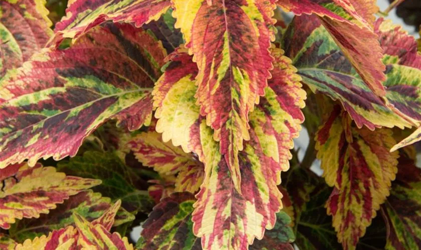 Plectranthus scutellarioides 'Combat'