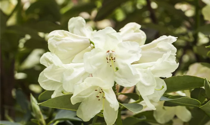 Rhododendron 'Graf Lennart'