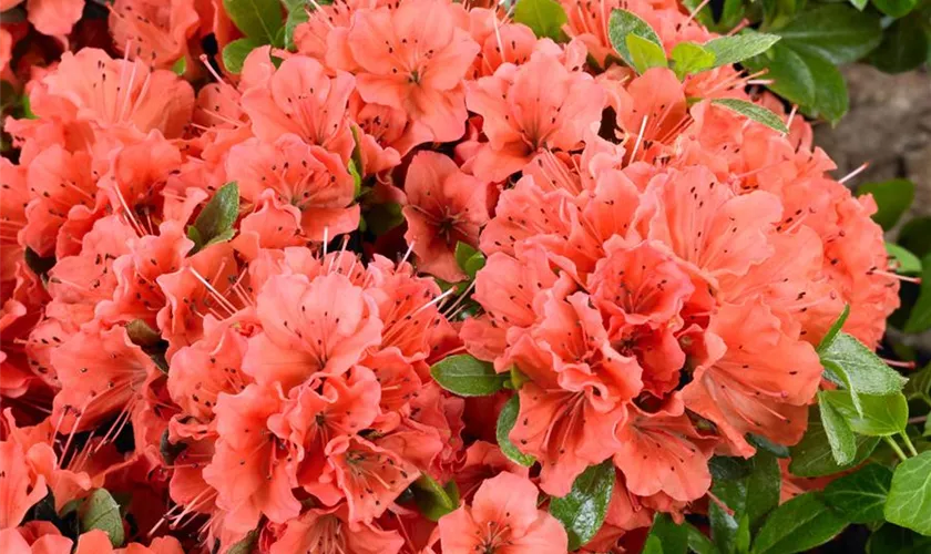 Rhododendron obtusum 'Geisha Orange'