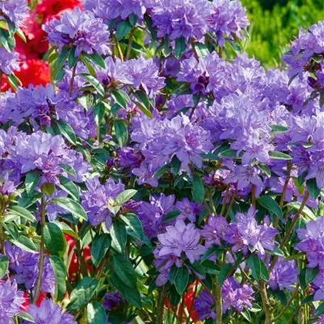 Augustines Rhododendron 'Statuette'