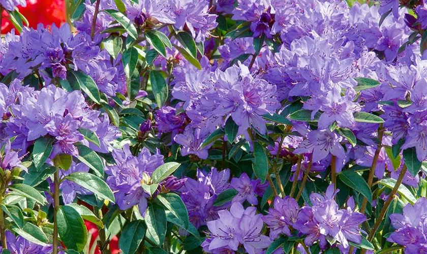 Rhododendron augustinii 'Statuette'