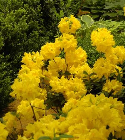 Die Sonne geht auf – Blumenbeet in Gelb und Orange