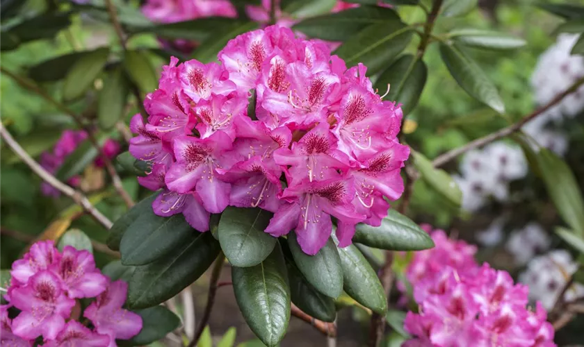 Rhododendron 'Grandezza'