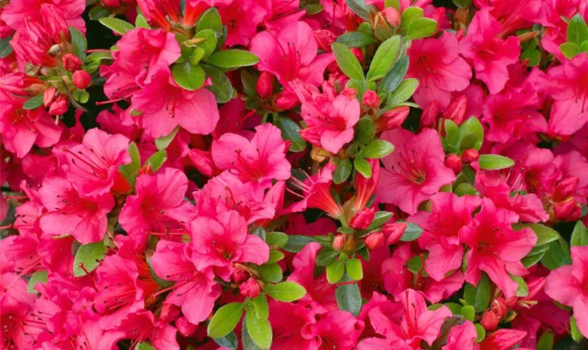 Rhododendron obtusum 'Geisha Pink'