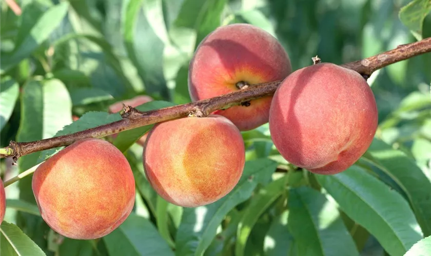 Prunus persica var. persica 'Belle de Croix Rouge'