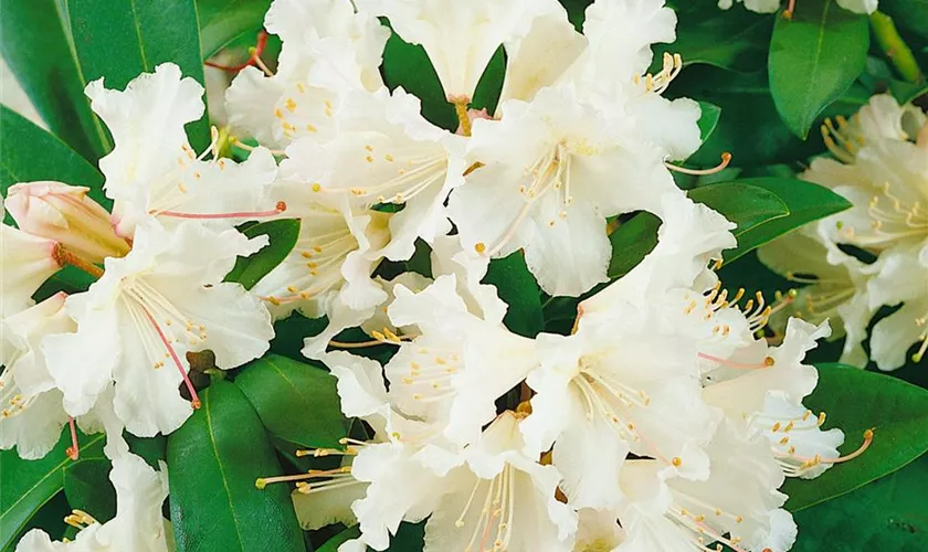 Rhododendron 'Summer Snow'