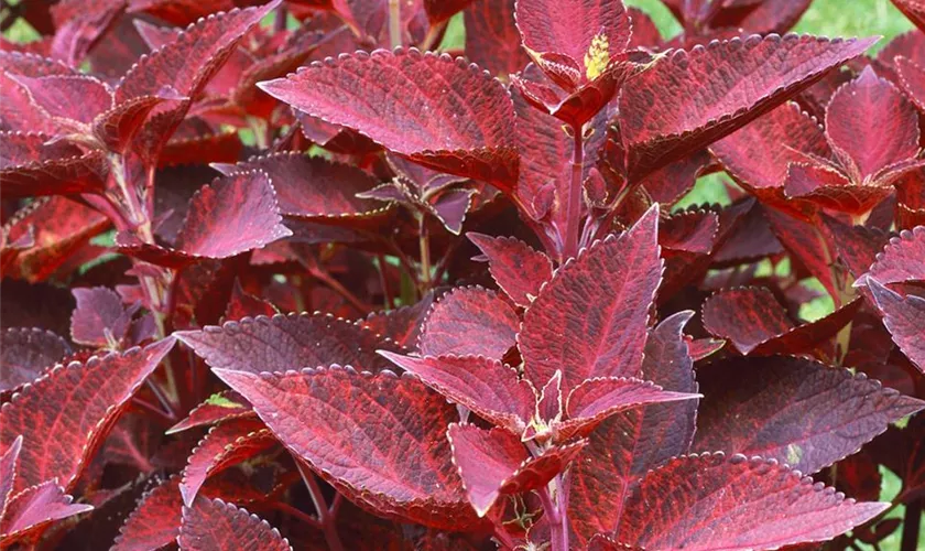 Plectranthus scutellarioides 'Sedona'