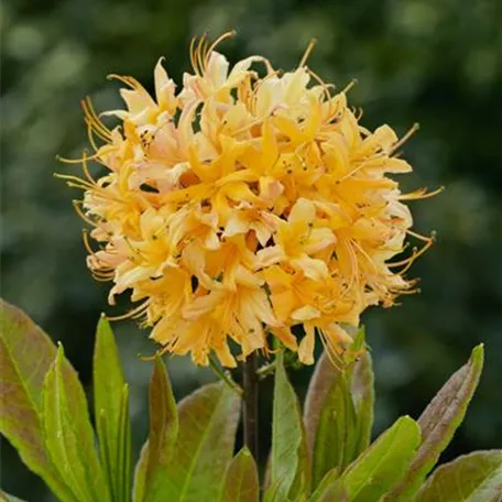 Rhododendron austrinum 'My Mary'