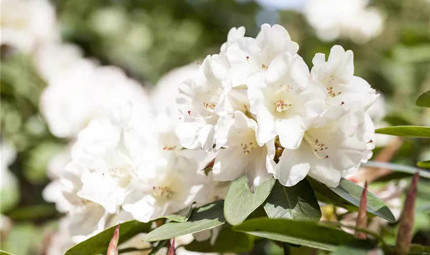 Sommergrüne Azalee 'Unique'