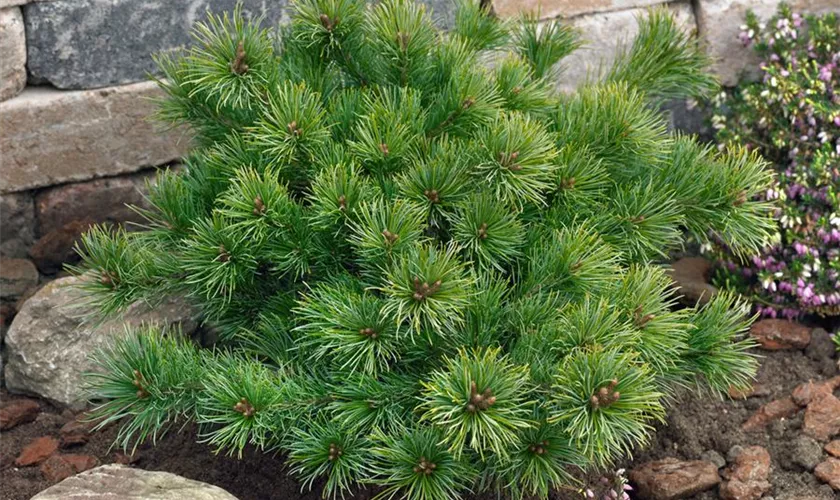 Pinus parviflora 'Ara Kawa'