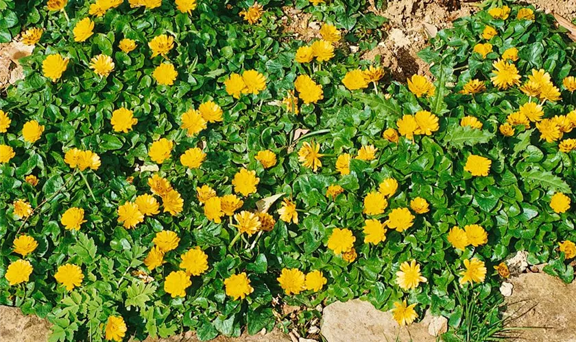 Ranunculus ficaria 'Flore Pleno'