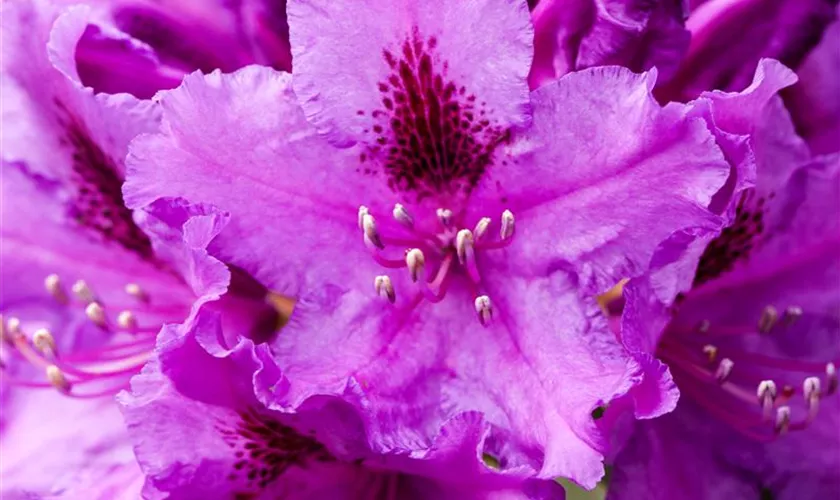 Rhododendron 'Azurro'