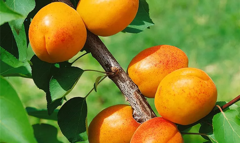 Prunus armeniaca 'Orange Beauty'