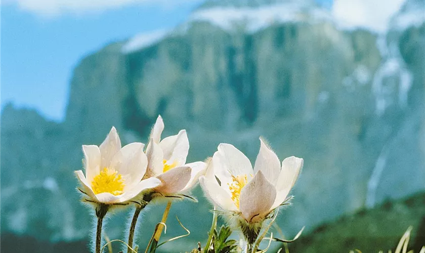 Pulsatilla vernalis