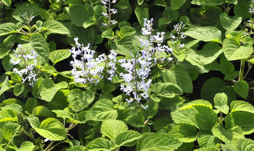 Zulu-Plectranthus