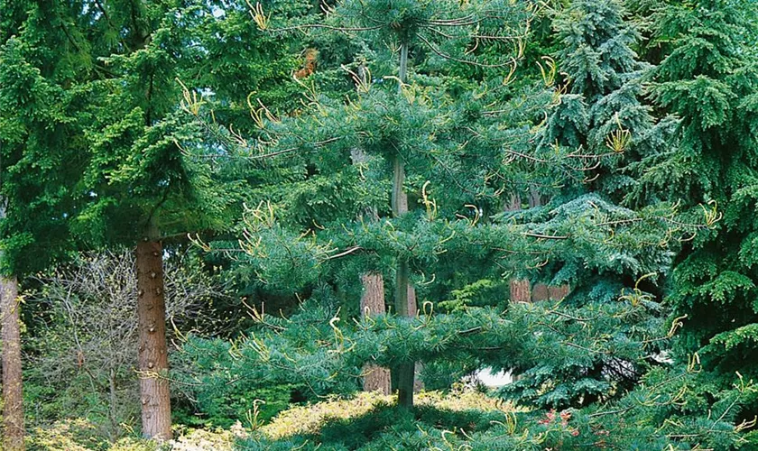 Pinus parviflora 'Blue Giant'