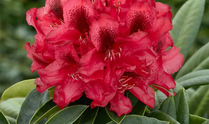 Rhododendron 'Baccarat'