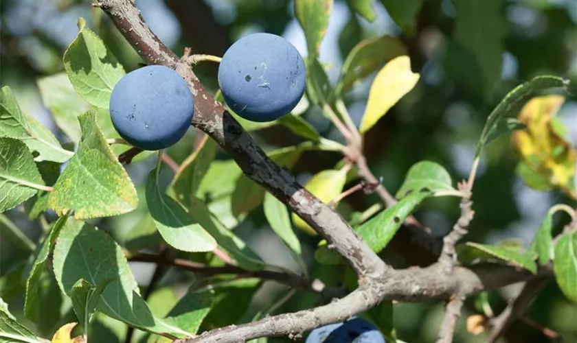 Prunus domestica subsp. insititia 'Opal'