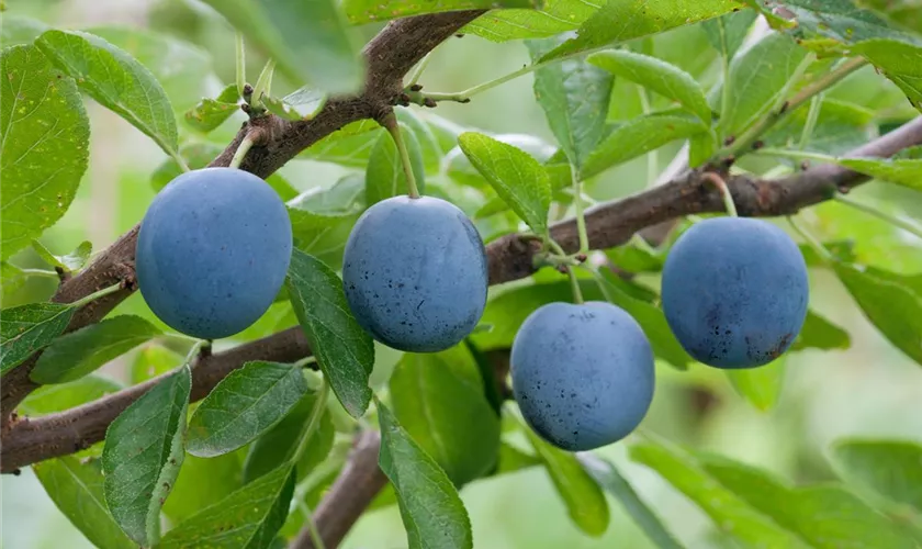 Prunus domestica subsp. insititia 'Shropshire Damson'