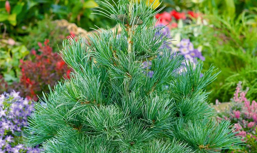 Pinus parviflora 'Bonsai Blue'