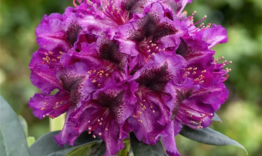 Rhododendron 'Gunter Dinger'