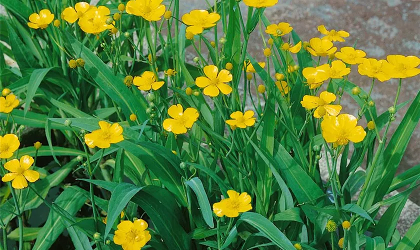 Zungen-Hahnenfuß 'Grandiflora'