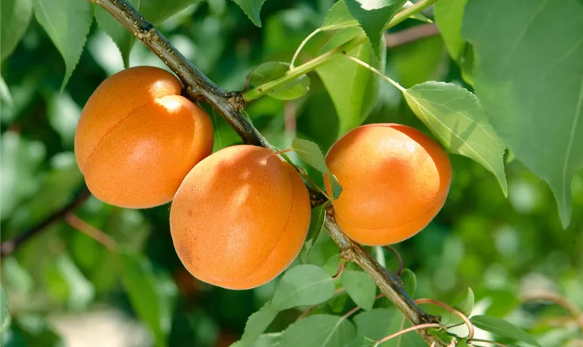 Prunus armeniaca 'Tros Oranje'