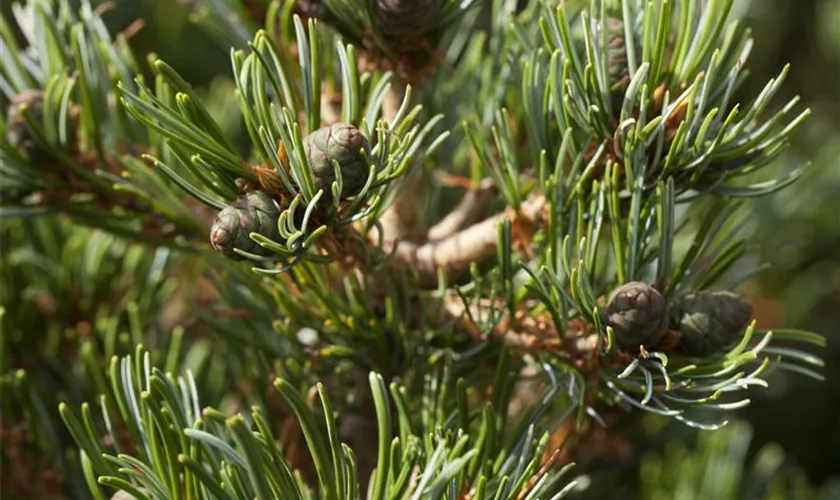 Pinus parviflora 'Hagoromo'