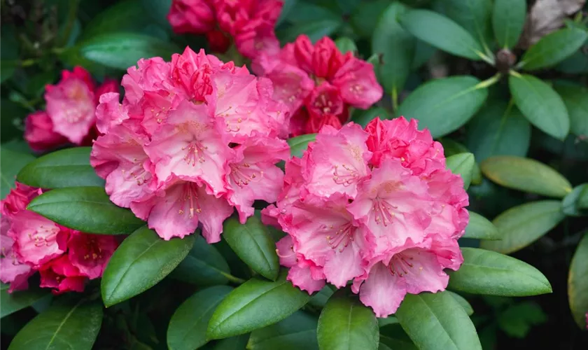 Hachmanns Rhododendron