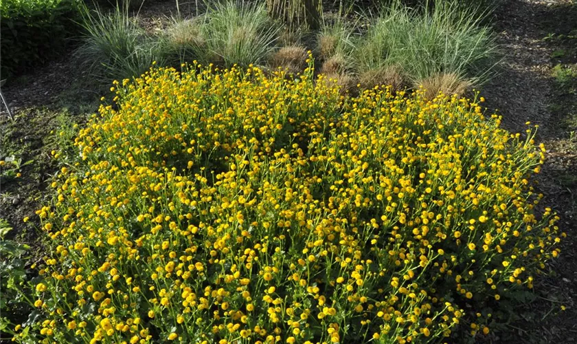 Ranunculus repens 'Pleniflora'