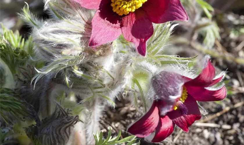 Pulsatilla vulgaris 'Pinwheel Rot'®