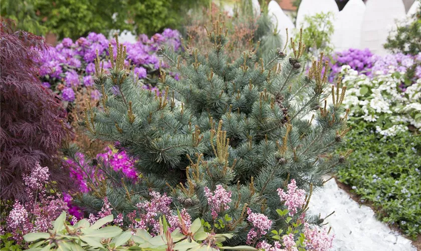 Pinus parviflora 'Negishi'