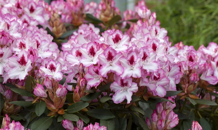 Rhododendron-Hybride 'Hachmann's Charmant'(s)