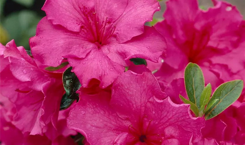 Rhododendron obtusum 'Glory'