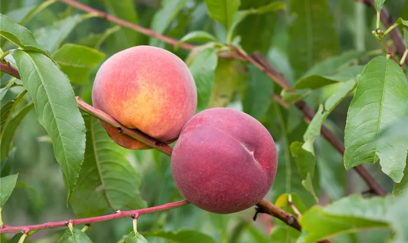 Prunus persica var. persica 'Fairhaven'